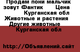 Продам пони мальчик зовут Фантик .. › Цена ­ 65 000 - Курганская обл. Животные и растения » Другие животные   . Курганская обл.